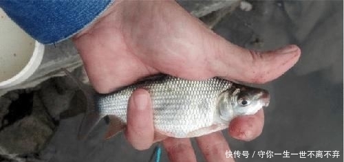 #钓到#除了罗非和清道夫,这5种鱼也是外来鱼种,钓到别轻易流放