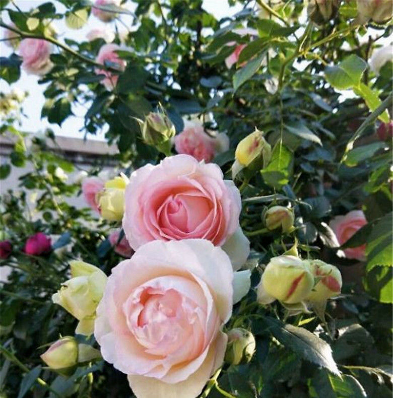 『横向生长』藤本月季不开花?别慌,“一剪一拉”,让它花数翻倍!