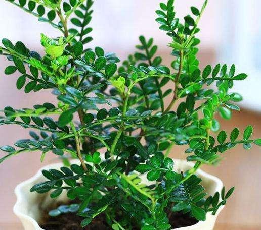 『家里』这“3种”植物,再贵也要养,杀菌又除臭,家里养1盆,身体更健康