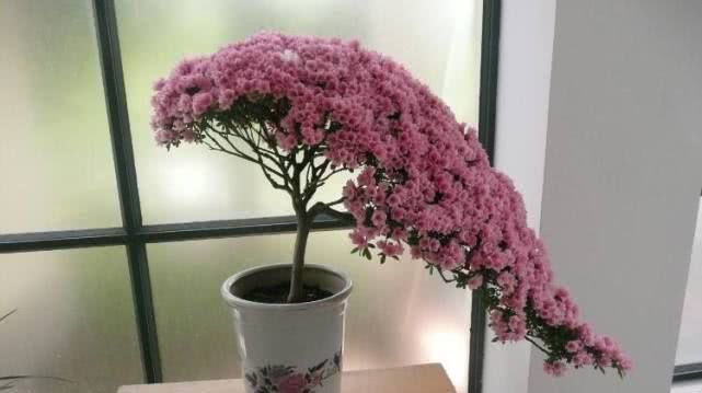  花开满@杜鹃花黄叶、掉花苞？赶紧用点“它”，7天后叶片翠绿，花开满树