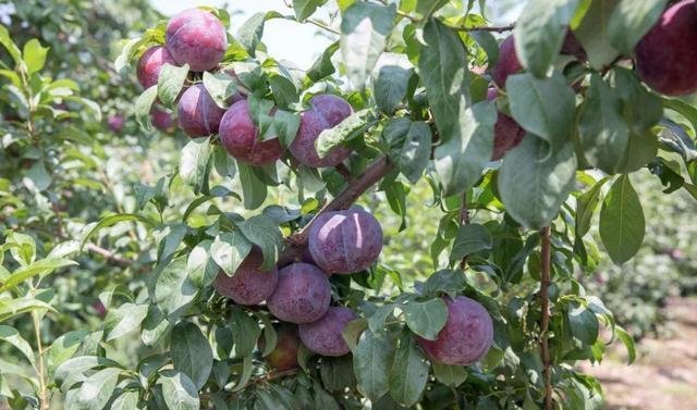 陕西李子滞销，7毛一斤无人收，城里人抱怨吃不起，这是为啥