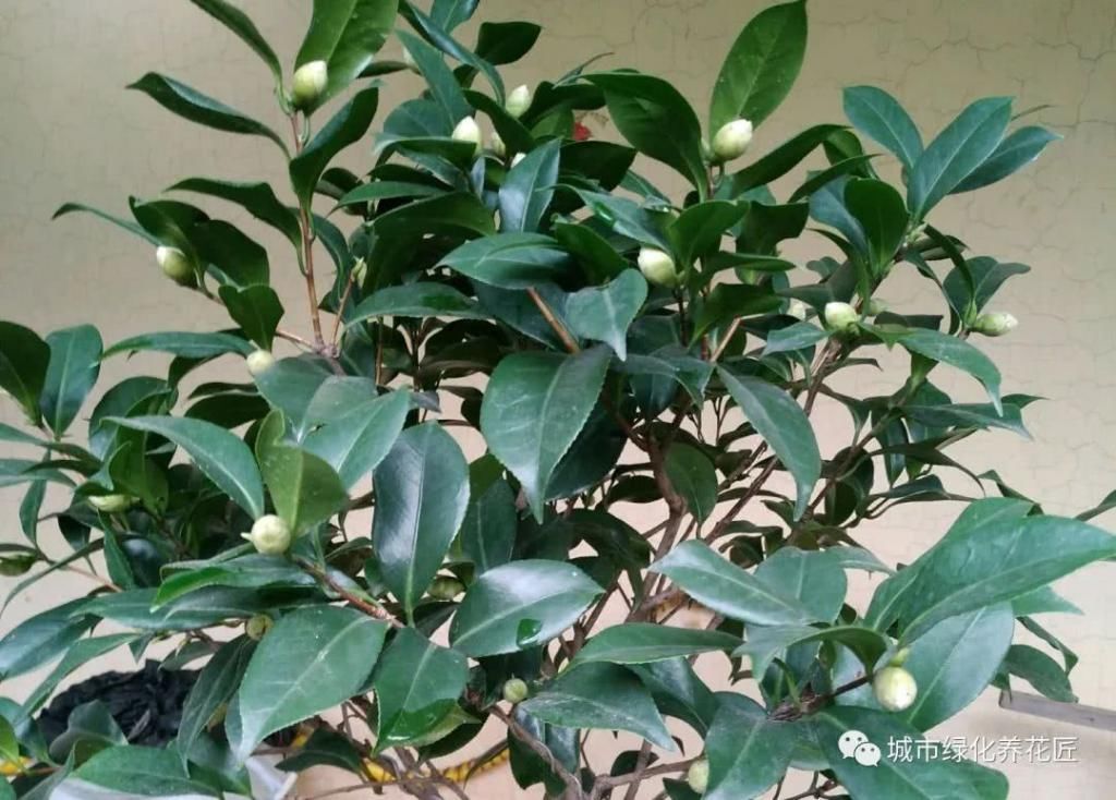  【枝条】茶花新芽一直不展叶抽枝条？养茶花，心急您就失败了一半