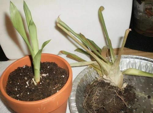  细节：养观赏凤梨，“3个”细节要注意，掌握好，花朵鲜艳1盆变10盆