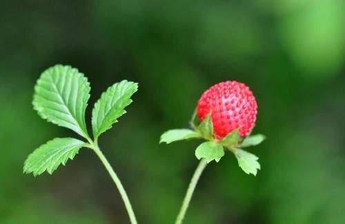 农村茅厕边的“草莓”，老人说蛇爬过不能吃，殊不知价值好珍贵