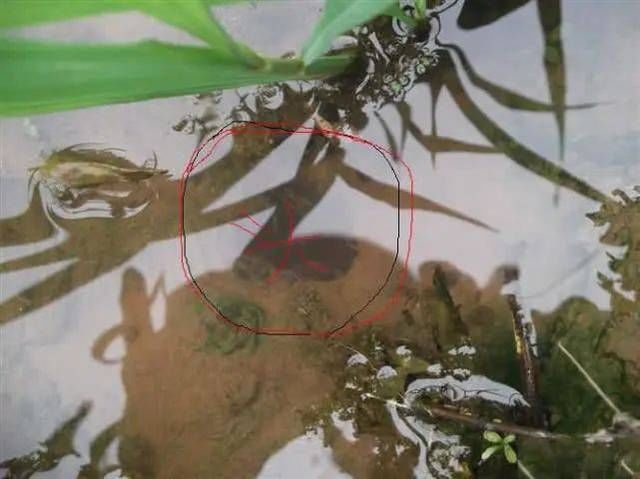  『特别』开春后乡下的黄鳝特别多，水塘边，田埂上到处都是