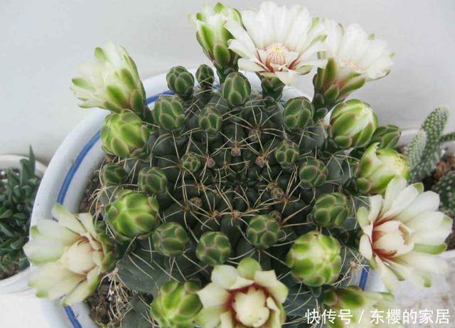 『爆花』仙人球绯花玉不开花,方法有“2个”,既长小崽又爆花