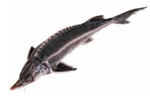  「中华鲟」这种鱼又称“长江鱼王”，如今长江中已看不见，近日