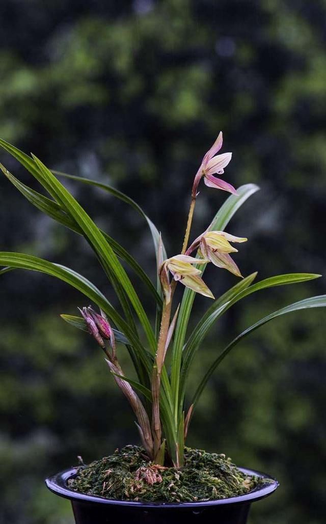 兰花什么时候分盆好？记住两个“分”字，易成活，长势好！