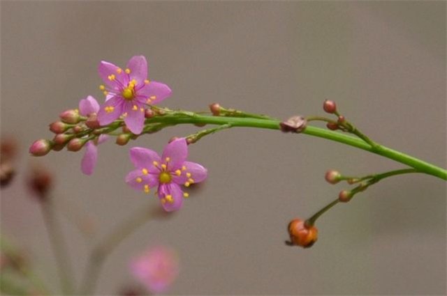  『盆栽』农村这个植物，人们喜欢它的根部，今能作为盆栽观赏