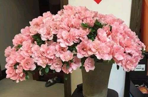  「家里」此四款花，养在家里花香怡人，花开繁盛，花苞如绣球，美爆了