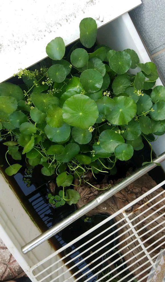  【技巧】一盆铜钱草不到一年，分出五六盆，4点养护技巧，分分钟长满盆