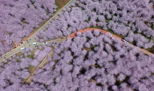 这里有世界上最大的樱花基地，胜过台湾，不输日本