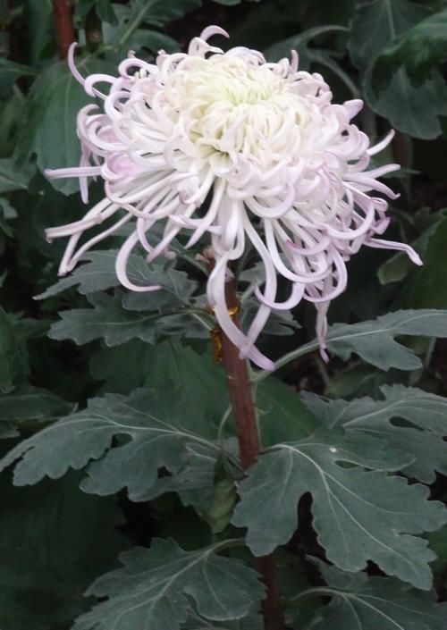  秀丽：喜欢菊花，首选“菊中珍品”碧海英姿，淡雅秀丽，妖娆妩媚！