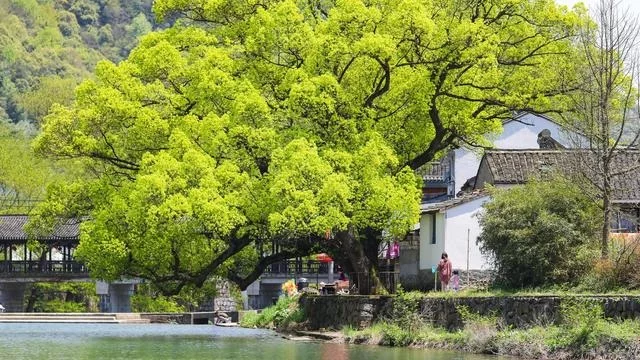 人间凡处有仙境,江南水乡中的小清新,四明山之心-中村【2020热门旅游景点】
