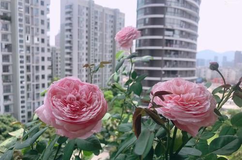  光要：月季的花梗变黄脱落掉花是怎么回事？要光要肥要透气，三不缺一