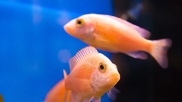  【各异】一缸观赏鱼就该表现各异，总保持同一状态，我们就是高手了