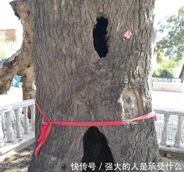 这个村庄有一棵300多岁的玉树，只长皮不长肉，人们都来膜拜