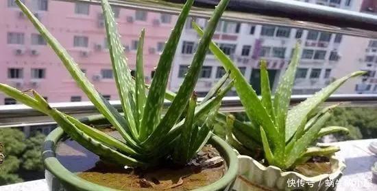 适合|睡眠质量差?6种适合养在卧室的花草,清新空气,改善睡眠环境!