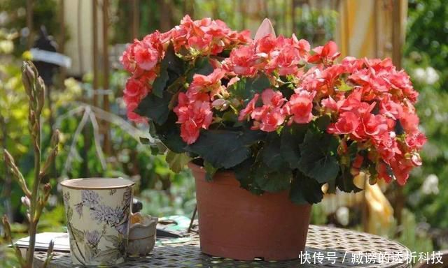  「植物」家里面的植物总不开花，原来是没注意这几点！