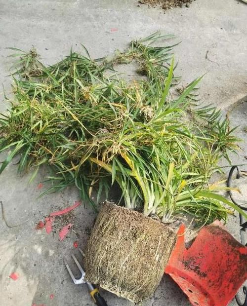  『图片作者』这花赶紧换盆，土都吃完了，再不换就饿死！