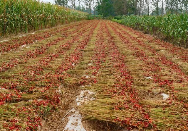  辣椒：农民种植一种辣椒，投入成本小，10亩收入80000元