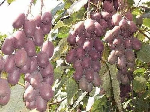 比牛肉还贵的果树！少抽1包烟，院子也要种2棵，明年拉机拉不完