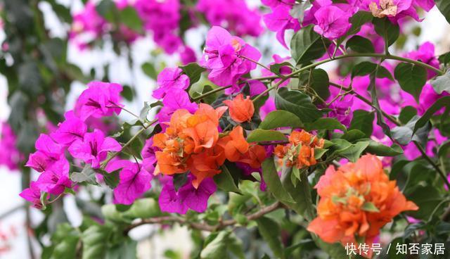 开花比较勤|三角梅“催花期”怎么施肥?学会“花期施肥法”,一年四季开不断