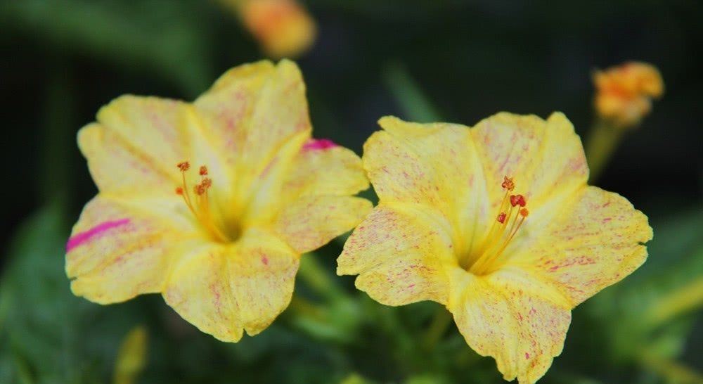  【晚上】夜来香什么时候开花？为什么夜来香到晚上才飘香？
