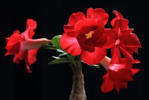 #玫瑰#客厅养盆“珍稀玫瑰”影星，开花梦幻唯美，爆盆成花海！