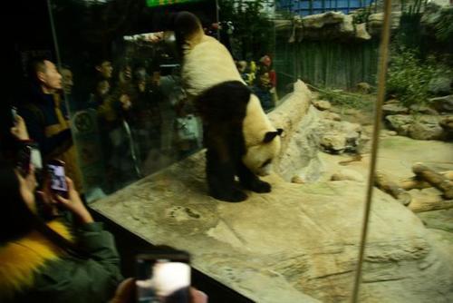 国宝“熊猫”被游客观光时，却向游客拉屎撒尿，网友：好调皮捣蛋