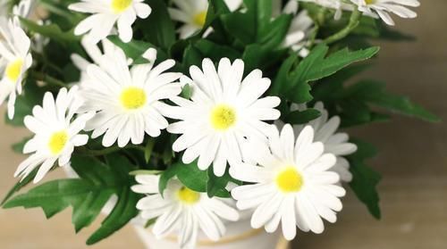  『大片』最爱爆盆的“野菊花”，养在盆里一大片，开花小巧却是整片花海