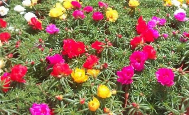  【养花经验】4种常见的花，开花漂亮、花期长，养护起来又简单