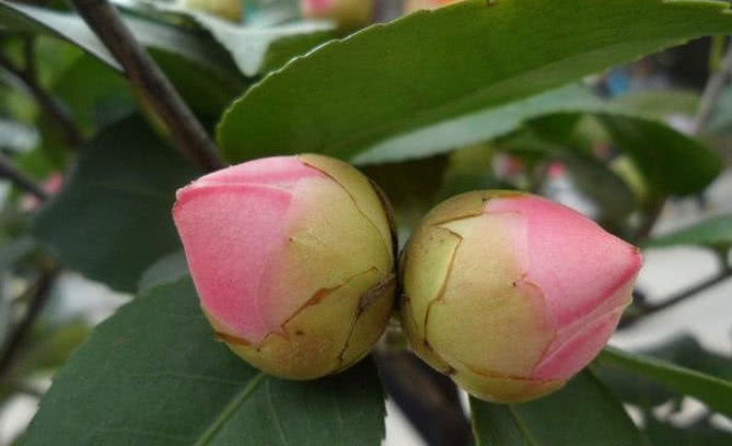  『花色』养茶花，1个小诀窍，花朵大、花色艳，年年开出好多花
