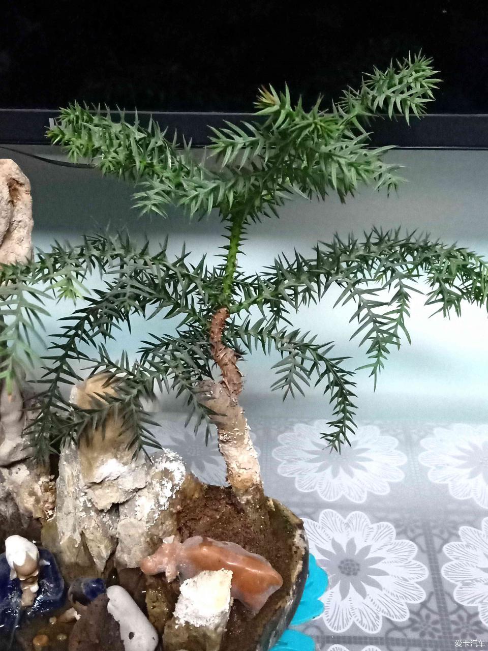 小山水盆景里的大千世界