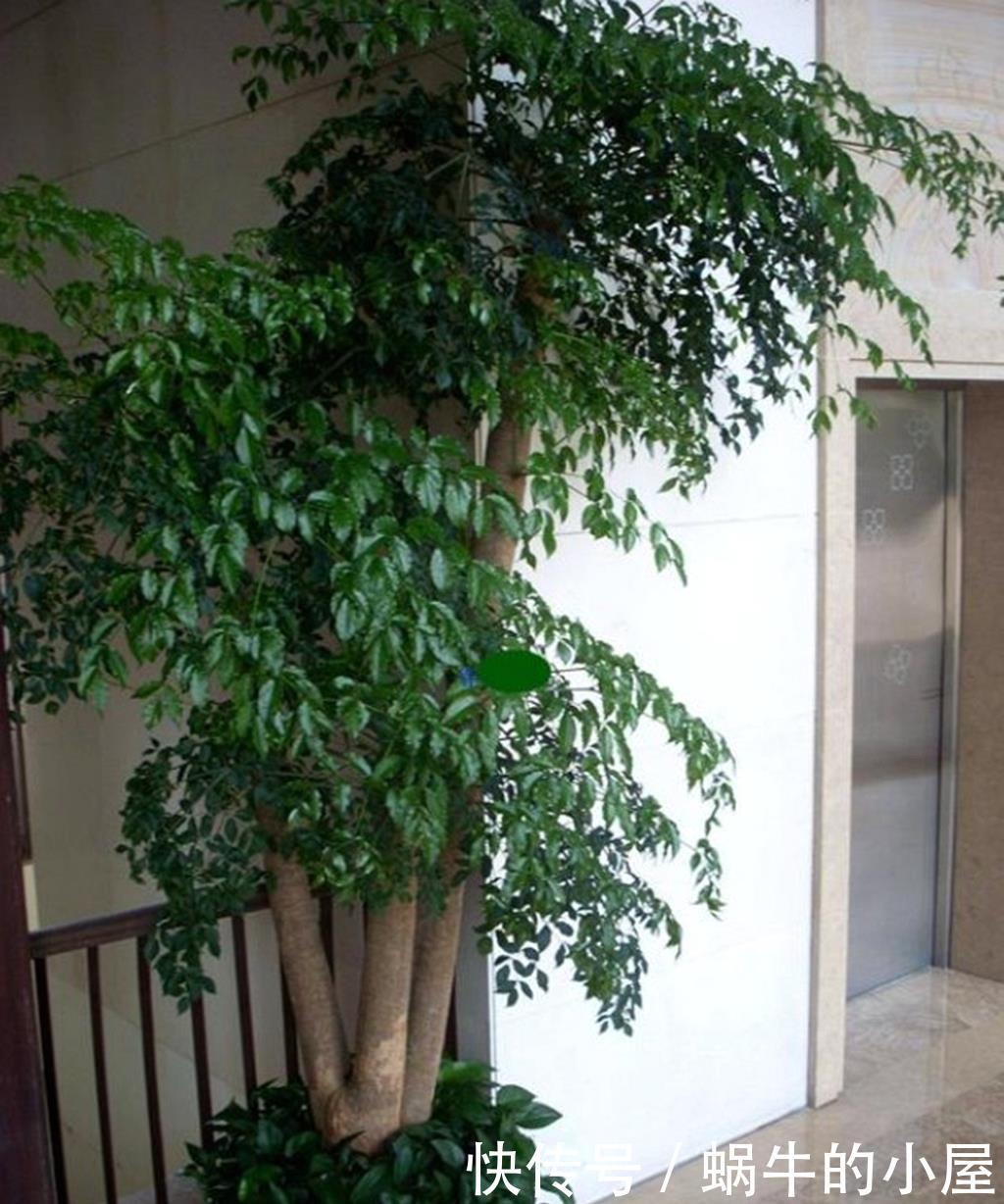「招财」把这五种绿植摆一盆在家,寓意招财、保平安,好运进家门!