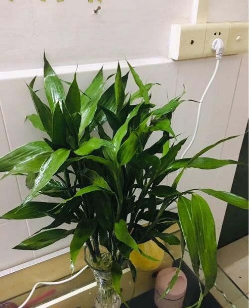  [油绿]5种寓意超好的花，没有院子也能养，叶子油绿一年比一年茂盛！