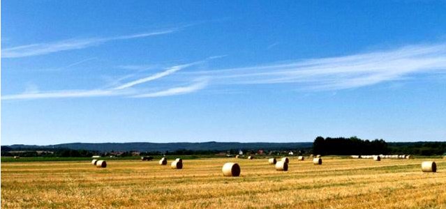  「补贴」农村粮补新变化，2类人提高补贴标准，4类人取消领取资