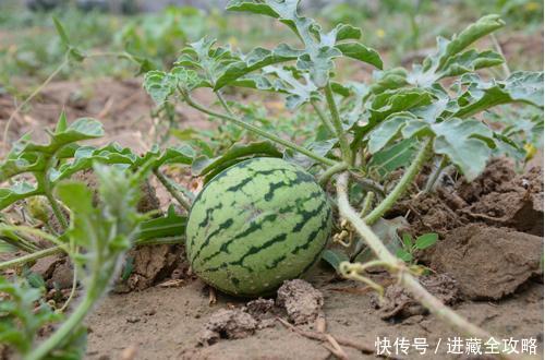  #沙漠中#来聊一聊在塔克拉玛干沙漠里种西瓜