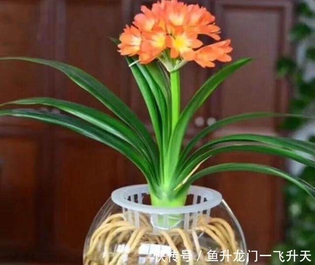  『养活』水培的花大家听说过多少呢？好养活，一开就是好几个月，美妙绝伦