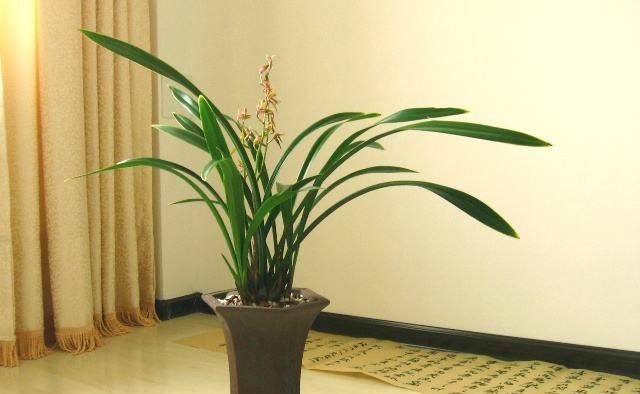  阳光：每天通风2小时，养好“墨兰”很轻松，制成盆景摆家里，提升品位