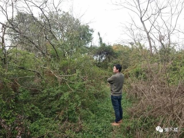  「蚕豆」春春欲动丨缠着火桑的野蔷薇，耳朵很多的蚕豆花，这里的春天很性感