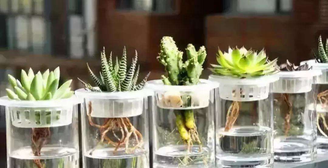  [植物]水培的多肉植物还能不能转为土培?