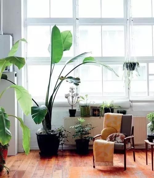  【自带】自带镇宅安家的30种大植物，满满都是安全感