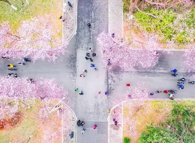春天，中国最美10座大学，多想回去谈一场恋爱