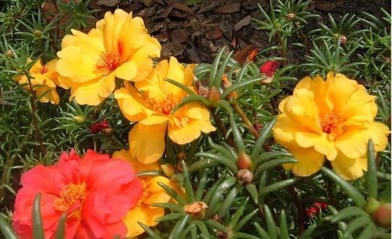  #春天#这几种花很适合春天阳台养，浇水少开花美，花期长最爆盆，美爆你阳台