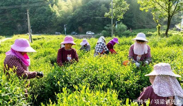 『安徽』9个采茶圣地!别只知踏青赏花,清明小长假去江苏安徽浙江这些地