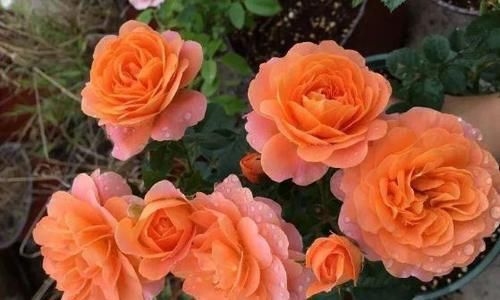  『光叶子花』“高端玫瑰”安妮公主，丰腴婀娜，芳姿耀眼，庭院养花首选