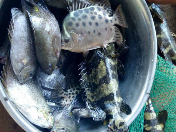  「看起来」生活在大海边的钓友好幸福，这些鱼虽然不认识，但是看起来就好吃