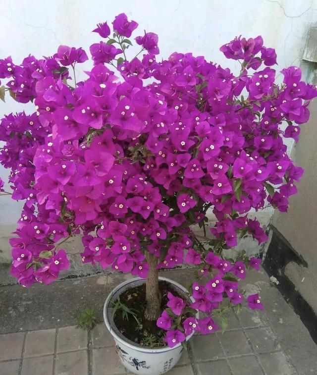  家里：家里有4种花，春天搬到外面给足“大太阳”，花朵大、还爆盆