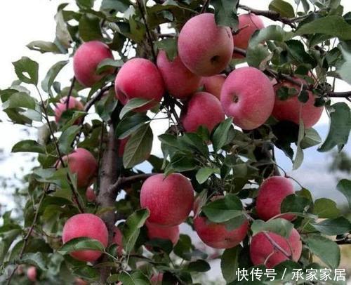  『养一株』院子阳台不要瞎养花，推荐几种树，果子好吃还能添福